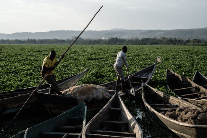 Brian Warinner ’23, Combats the Invasive Species, Water Hyacinth, with Ecologists Without Borders in Lake Victoria