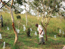 man checking traps