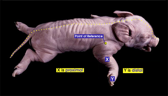 Proximal and distal | Whitman College