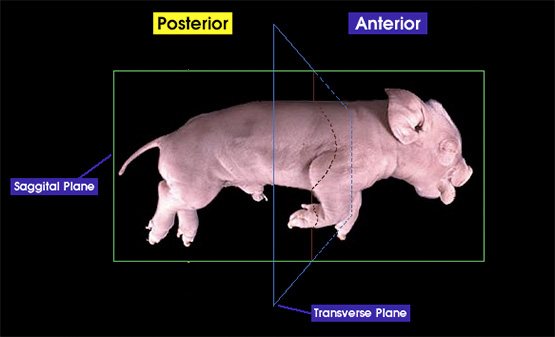 Anterior and posterior | Whitman College