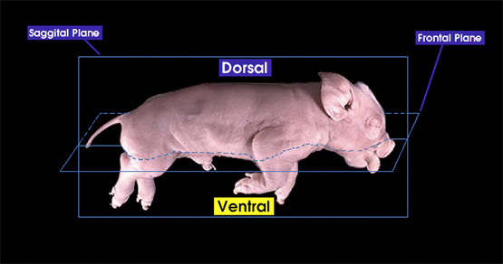 Dorsal and ventral | Whitman College