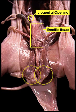 reproductive system