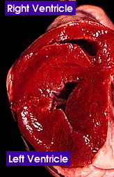 cow heart cross section