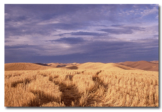 Golden Wheat Fields and Blue Skies