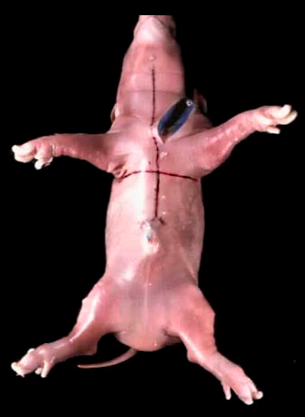 Cow Circulatory System Facts - All About Cow Photos