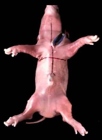 pig