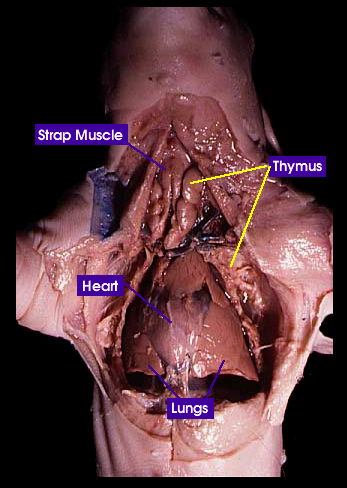 Thoracic cavity | Whitman College