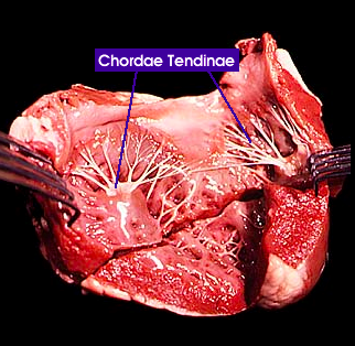 Chordae Tendinae