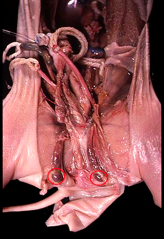 reproductive system - male