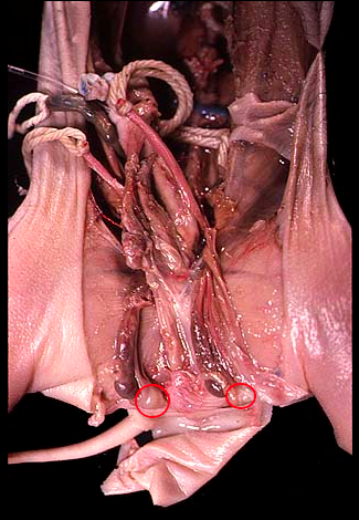 reproductive system - male