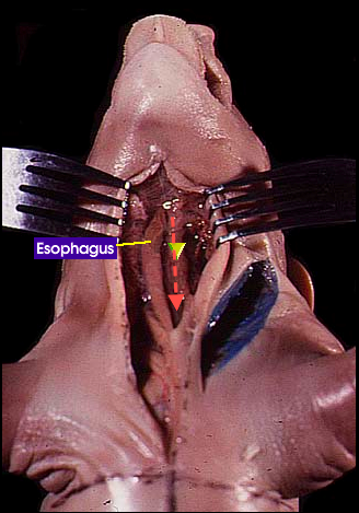 trachea