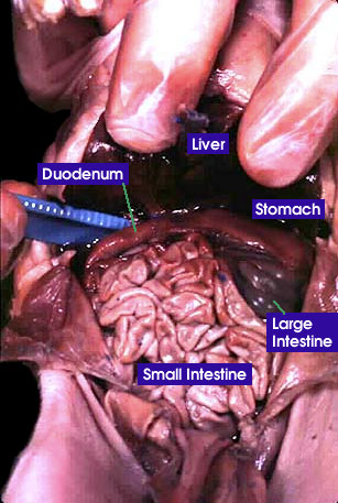 Inside the Abdomen