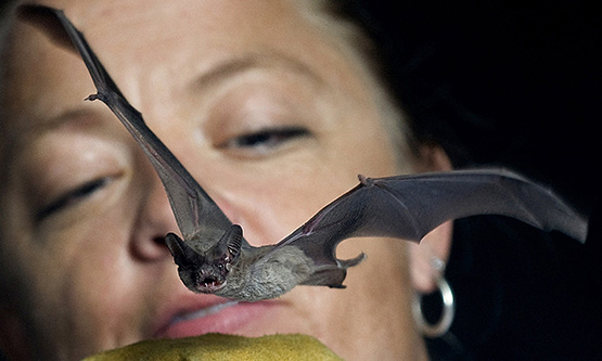 bat closeup