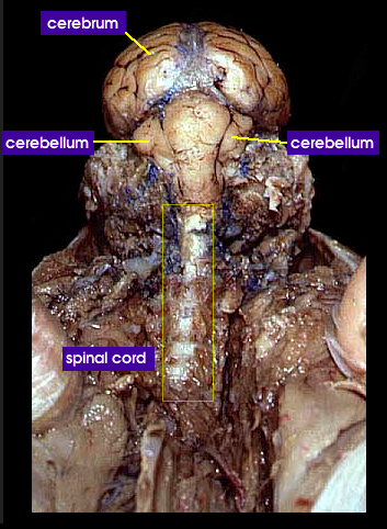 cervical region