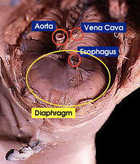 Diaphragm | Whitman College