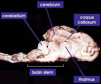 cranial region