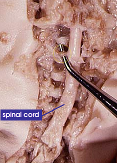 lumbar region