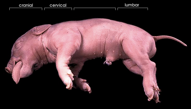 Nervous system | Whitman College