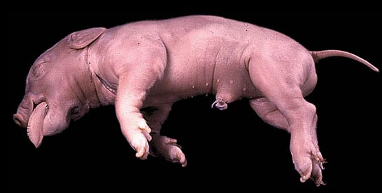 Fetal Pig