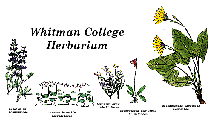 Herbarium sketch