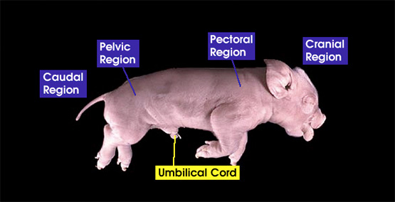 Regions of the pig | Whitman College