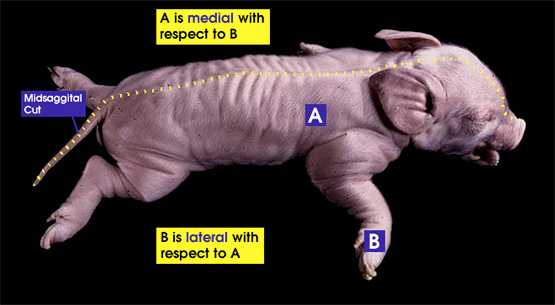 Medial and lateral