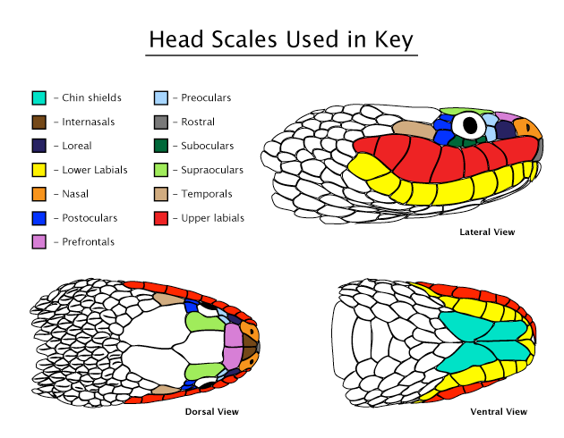 Head Scale Diagram