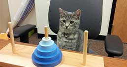 A psycologyy student's house cat completing cognitive tasks.