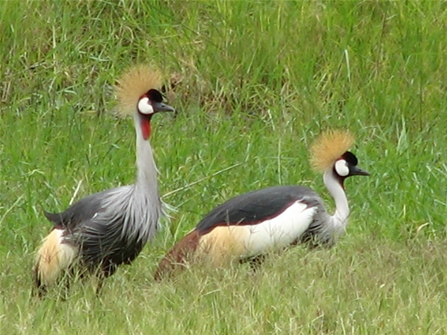 birds