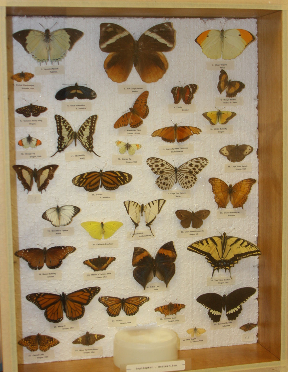 butterlies