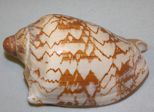 shell1