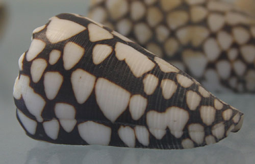 shell3