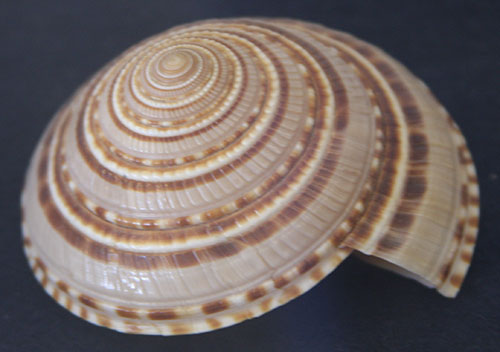 shell4