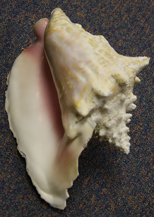 shell5