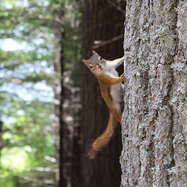 Squirrel on a tree 
