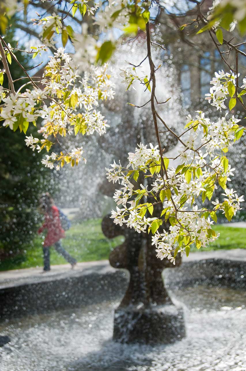 A tree blooms near a fountain