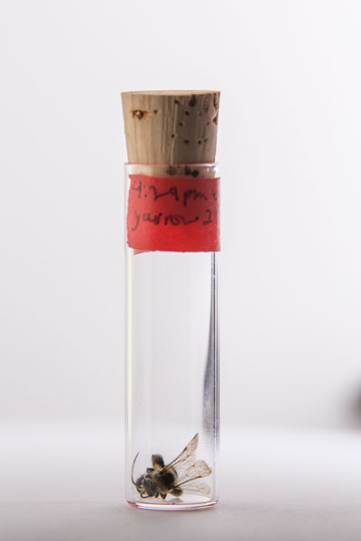 Alkali bee in a collection vial