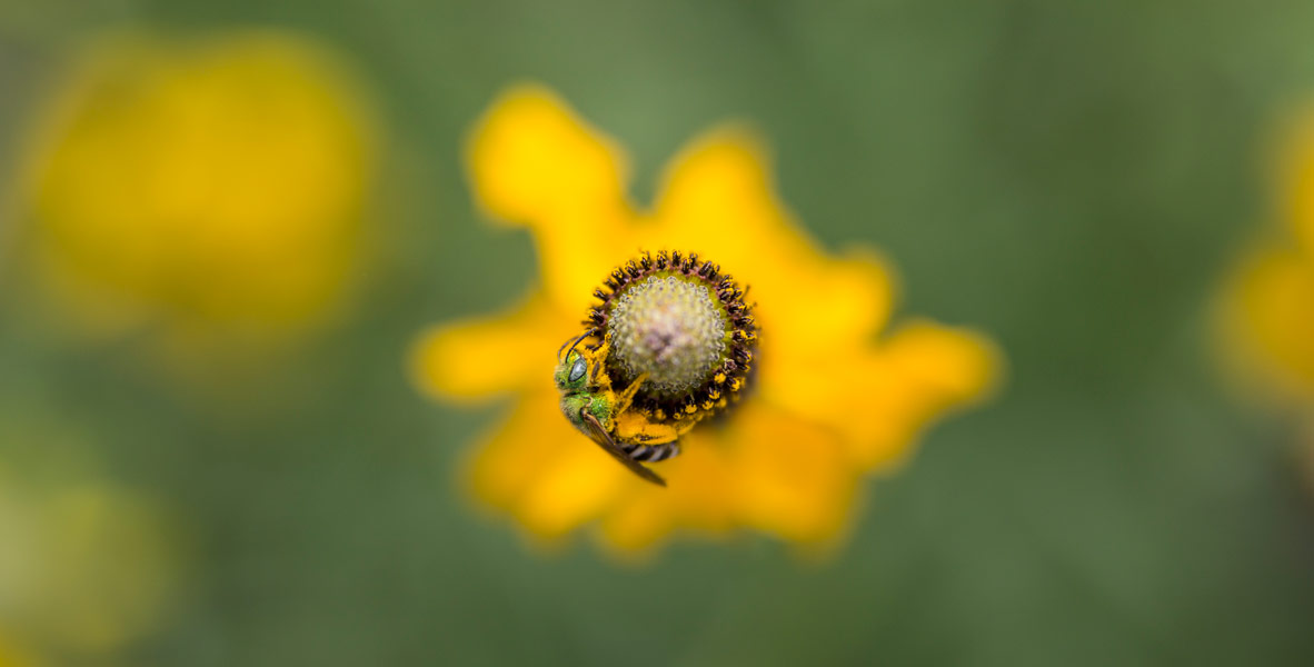 Agapostemon bee on a flower