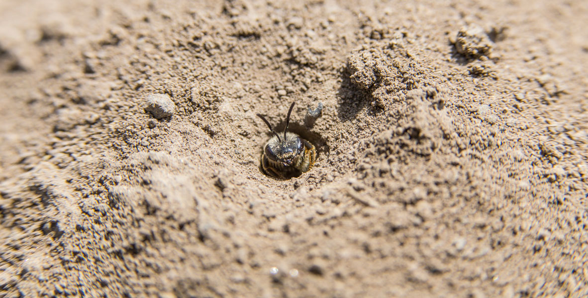 sweat bee inside nest in the dirt