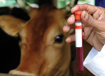 Cow and blood sample