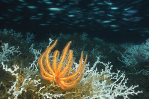 orange brisingid basket starfish