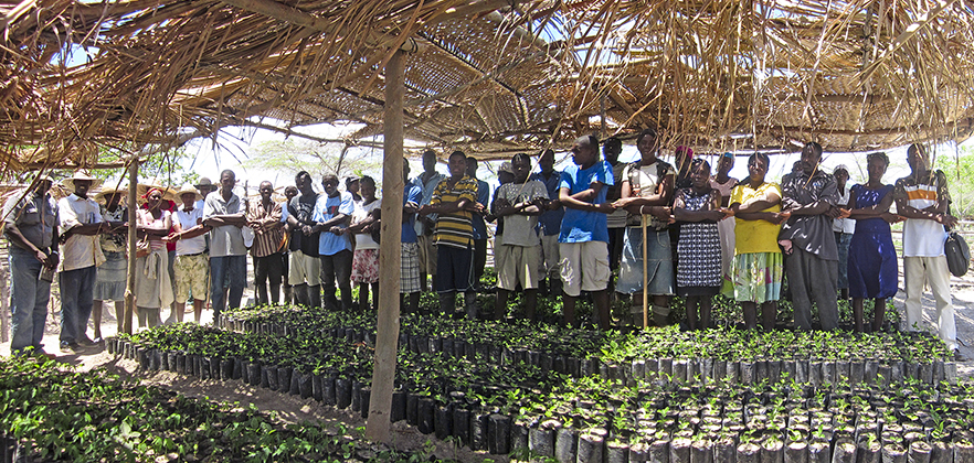 Moringa farmers in West Africa.