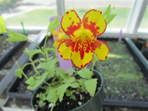 One of the Mimulus hybrids created in the Cooley Lab. Photo by Taylor Wilke ’18.