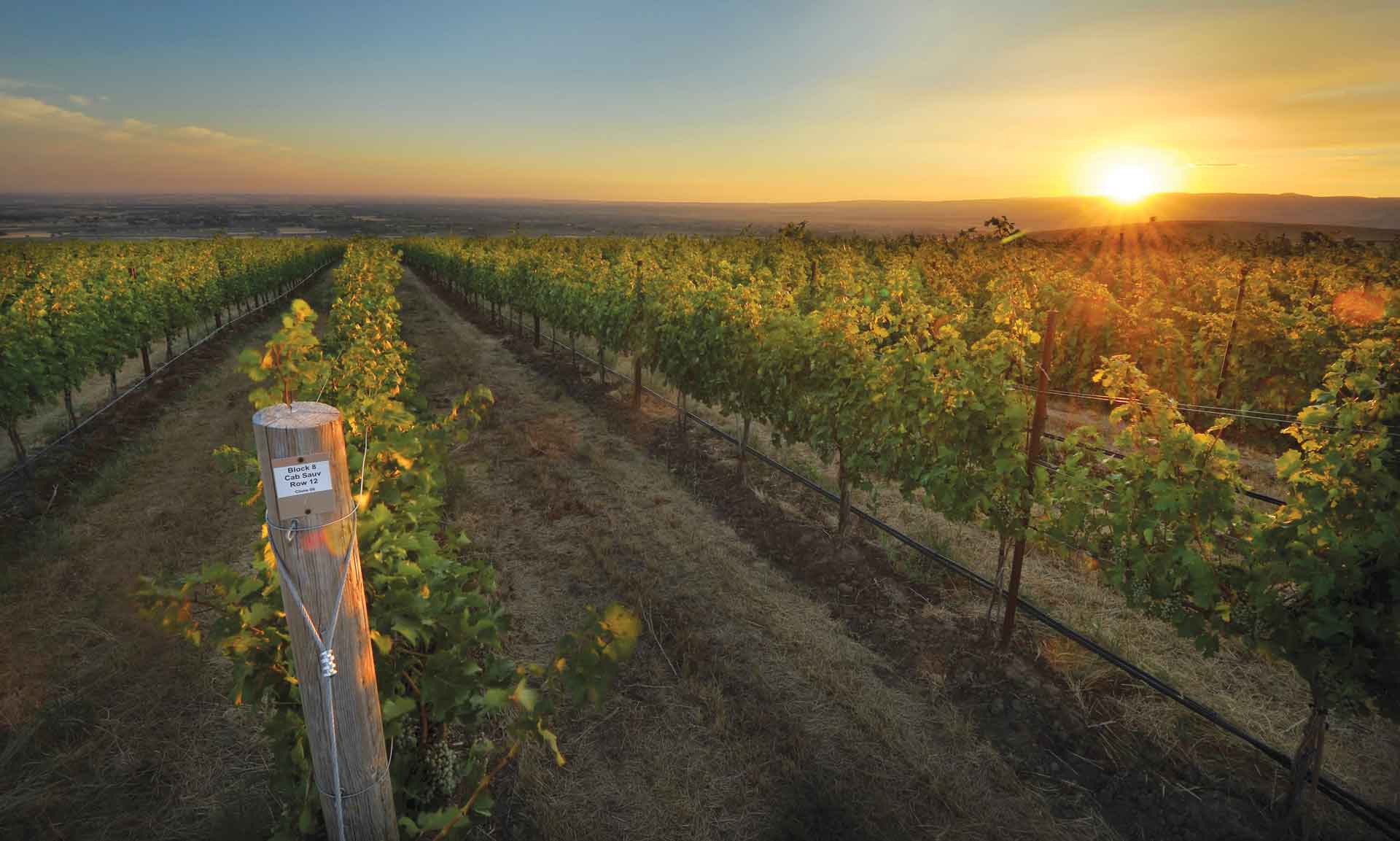A Walla Walla vineyard at sunset