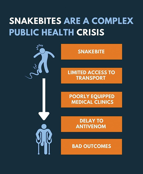 Snakebite infographic