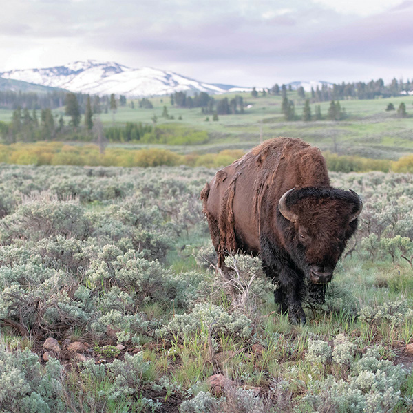 A lone buffalo at Yellowstone.