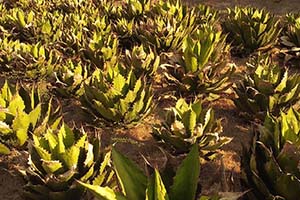 Agave field.