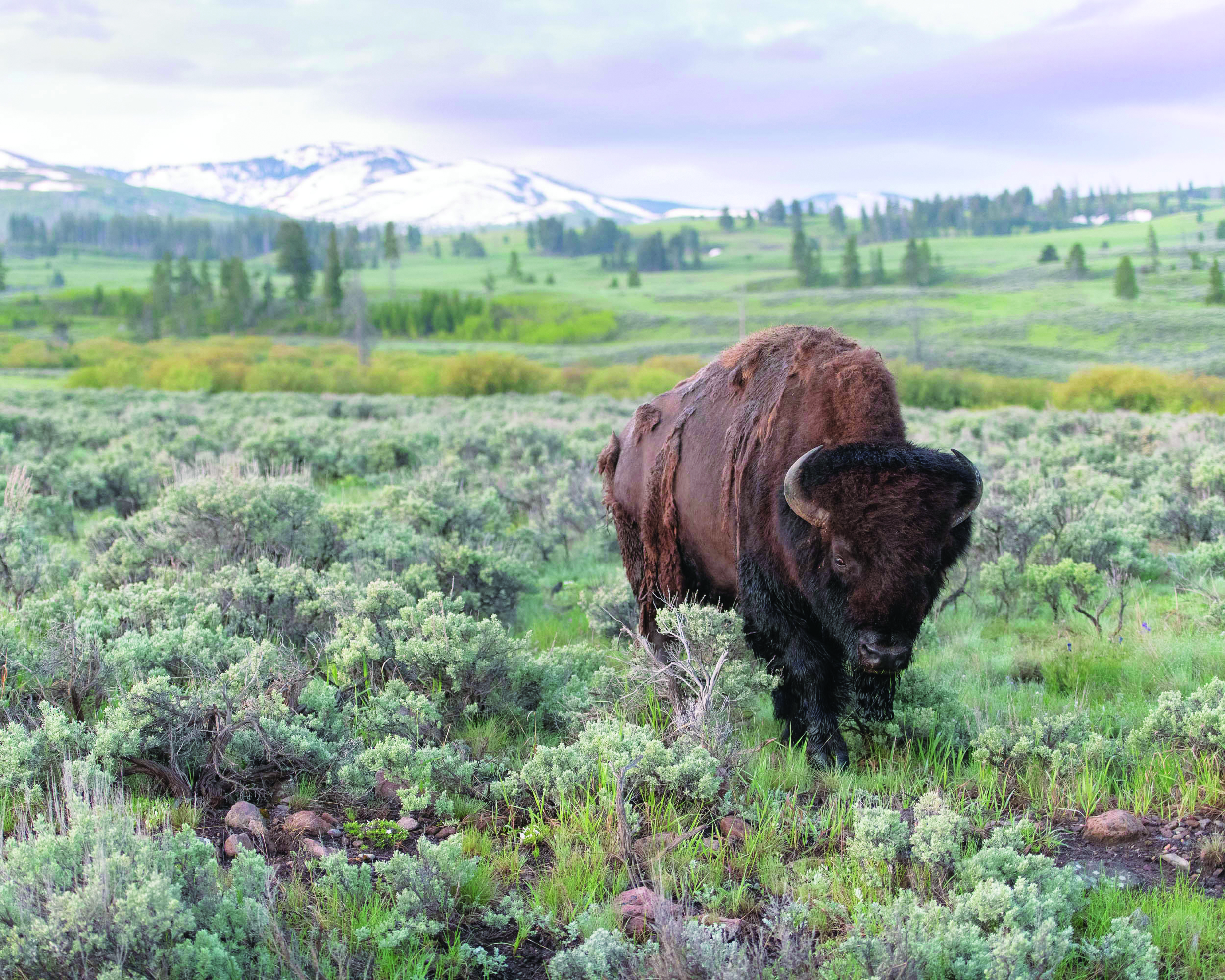 A lone buffalo in Yellowstone.