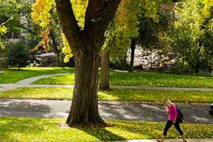 Trees surround students walking on campus.