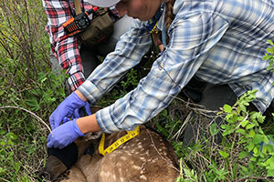 A researcher works with a deer
